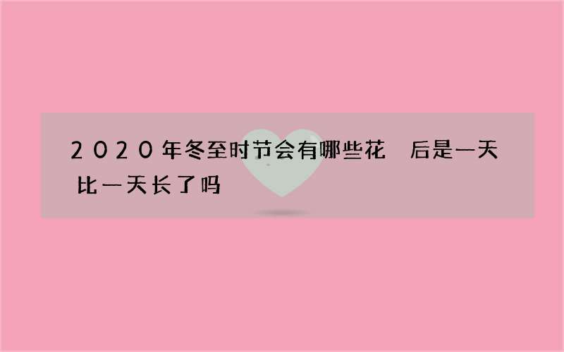 2020年冬至时节会有哪些花 后是一天比一天长了吗